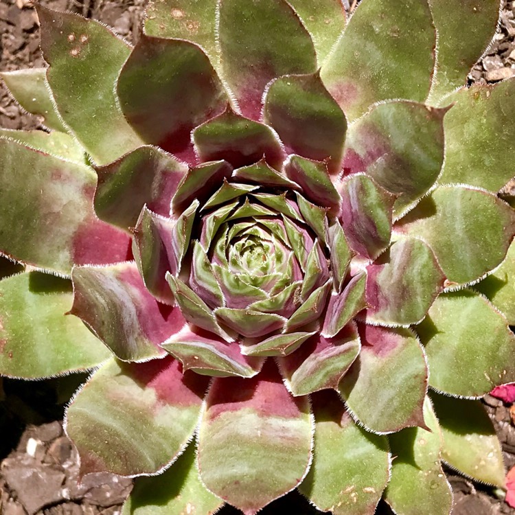 Plant image Sempervivum Purple Dazzler