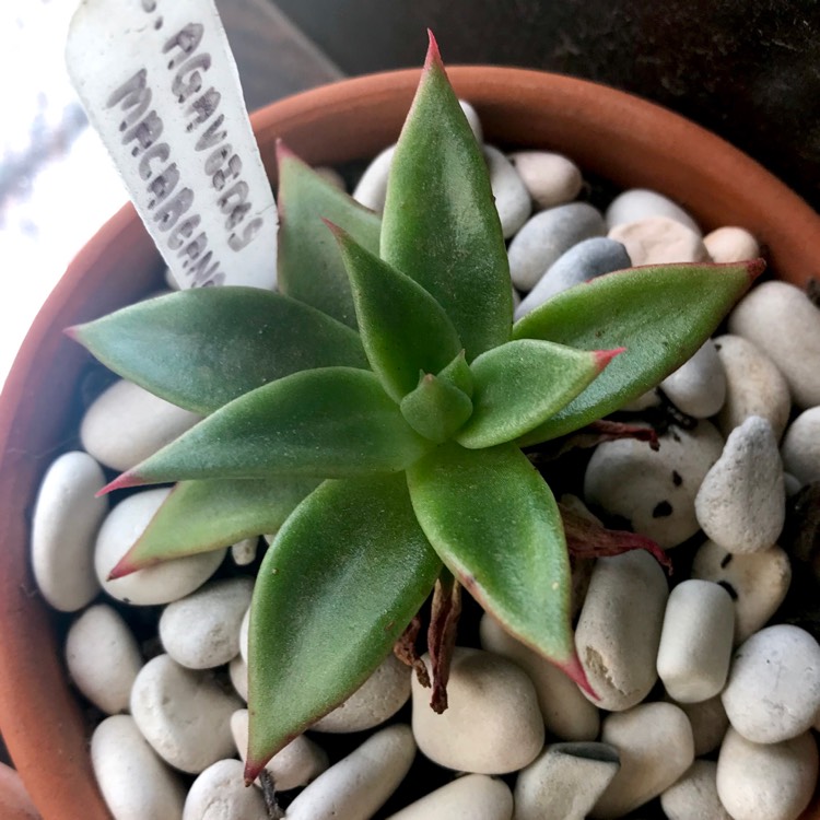 Plant image Echeveria Agavoides Macabeana