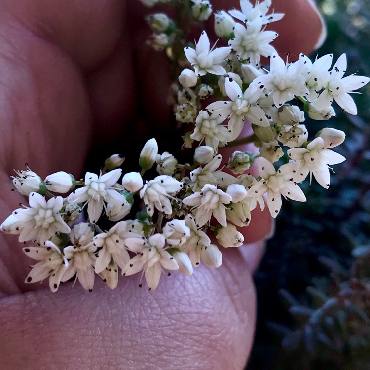 plant image 926008