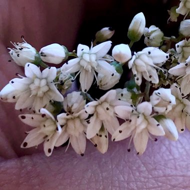 Sedum Album