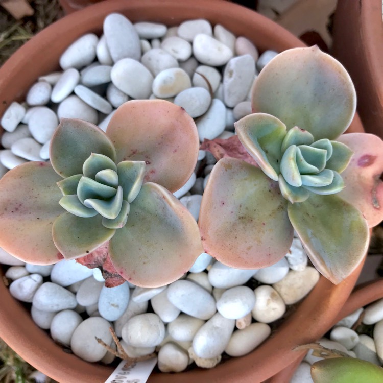 plant image 926054