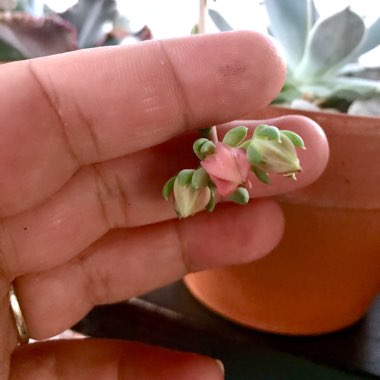 Echeveria Bella Rouge