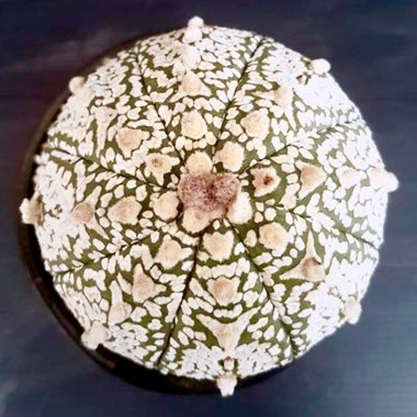 Astrophytum Asterias cv. Super Kabuto x Hanazuimi