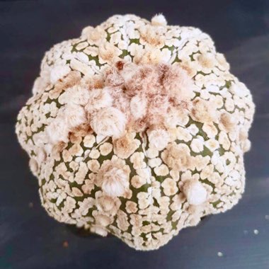Astrophytum Asterias cv. Super Kabuto x Hanazuimi