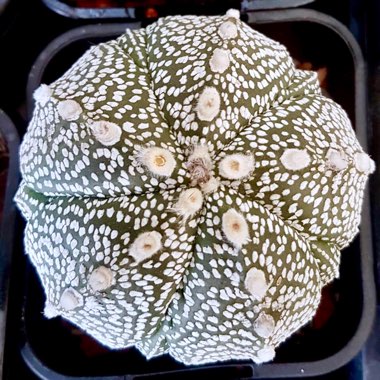 Astrophytum Coahuliense Super Kabuto Hybrid x Super Kabuto