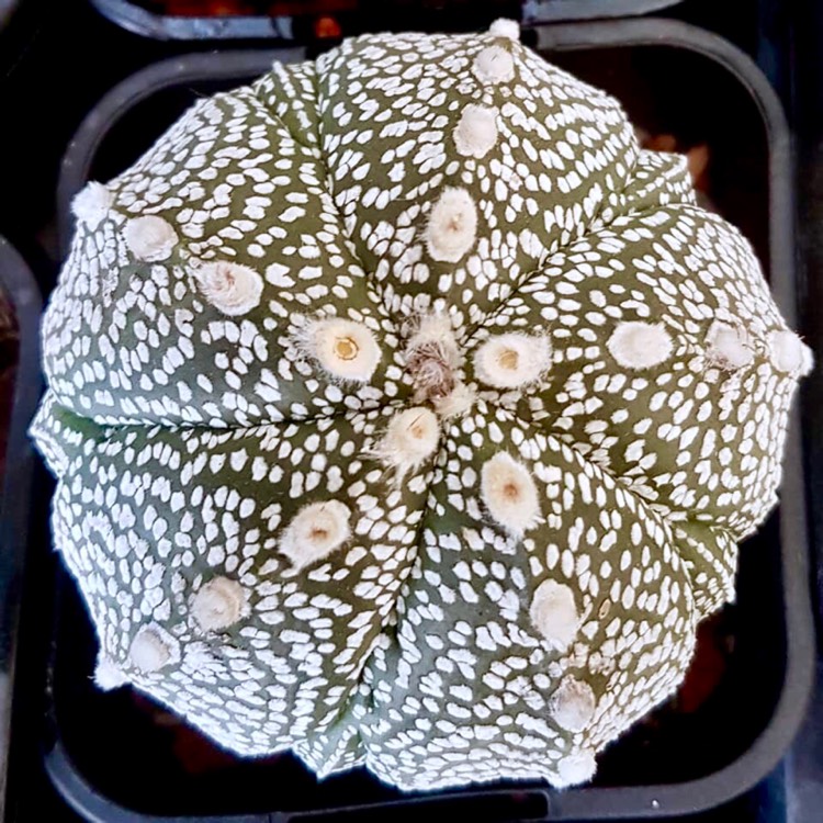 plant image 927263