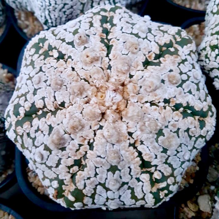 plant image 927264