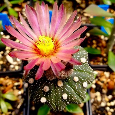 Astrophytum Super Kabuto x Asterias Red Flower