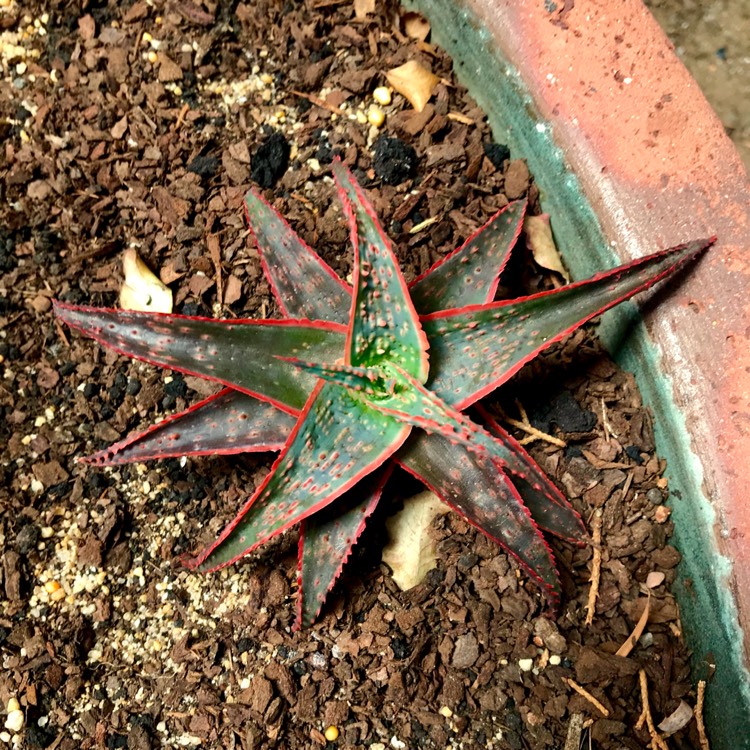 plant image 928489