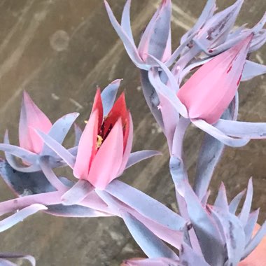 Echeveria Afterglow
