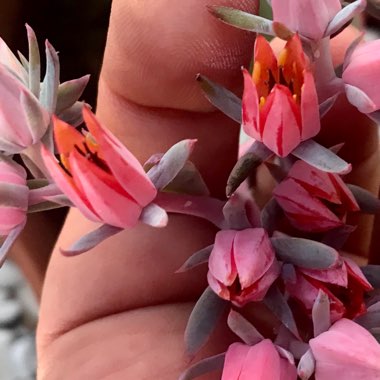 Echeveria Powder Blue