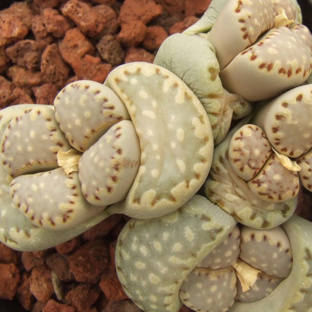 plant image 931151