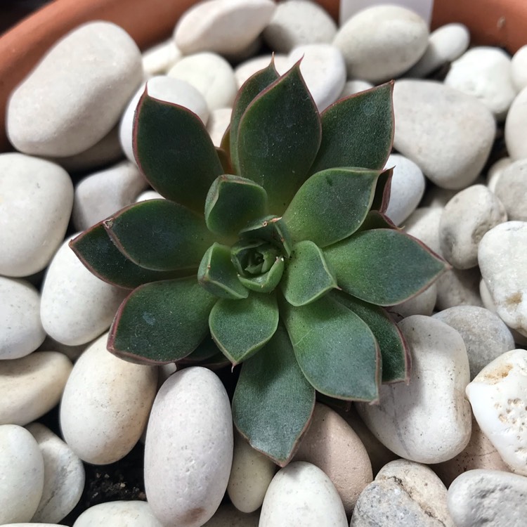 Plant image Echeveria Cat's Eye 