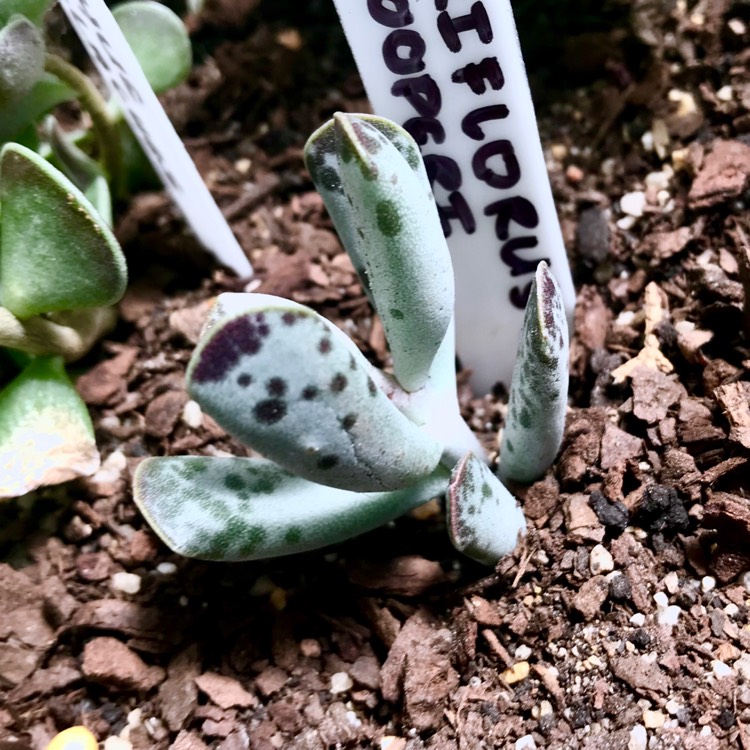 plant image 931953