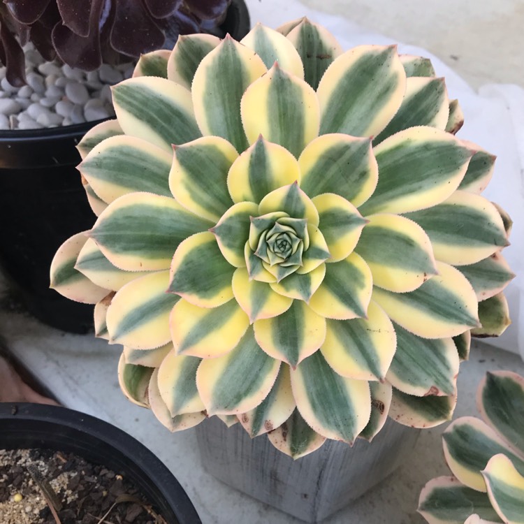 plant image 931965