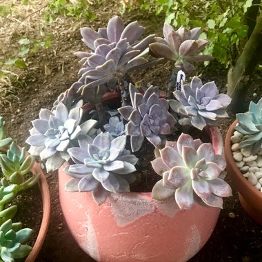 Graptopetalum Superbum