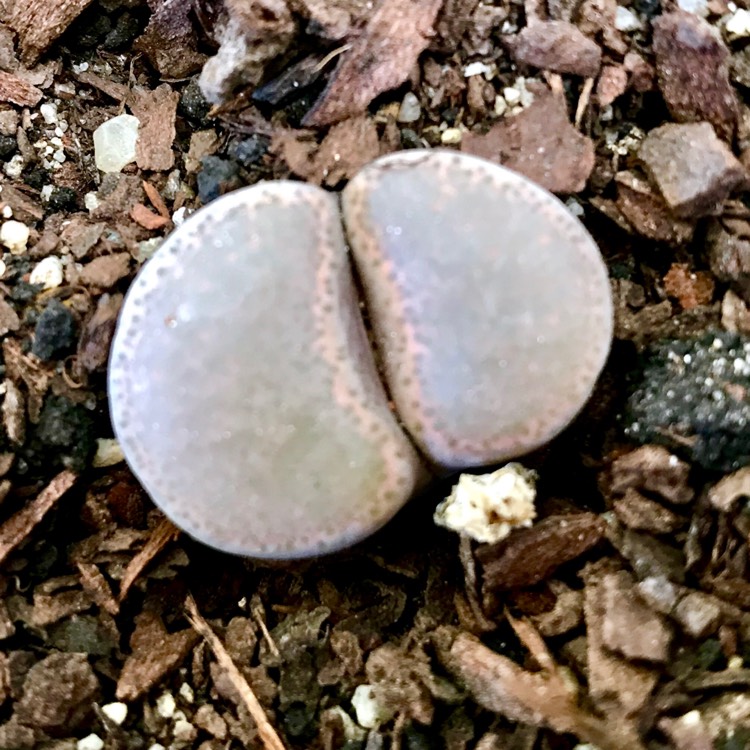 Plant image Lithops Terricolor syn. Peersii C131