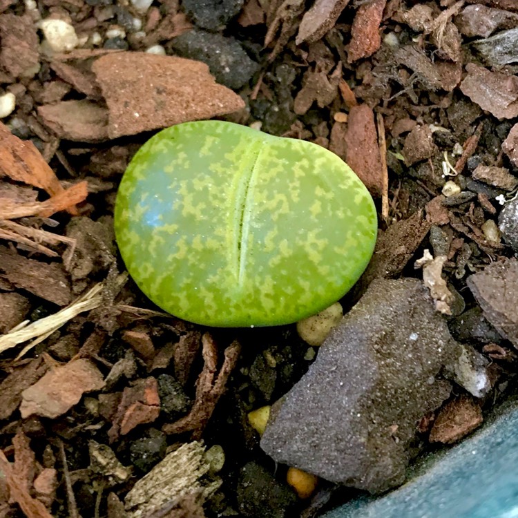 plant image 932396