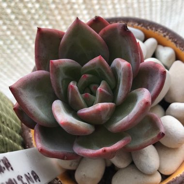 Echeveria Big O