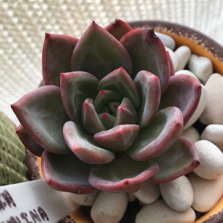 Plant image Echeveria Big O