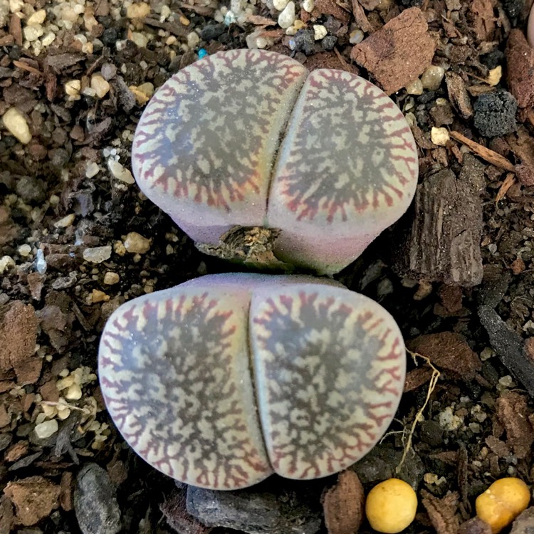 Plant image Lithops Complex Hybrid