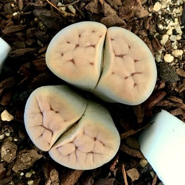 Lithops Karasmontana ssp. Karasmontana var. Karasmontana C226