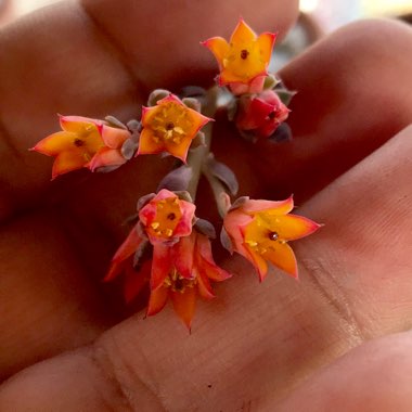 Echeveria Van Breen