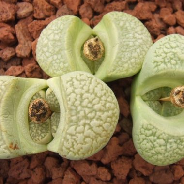 Lithops Herrei C355