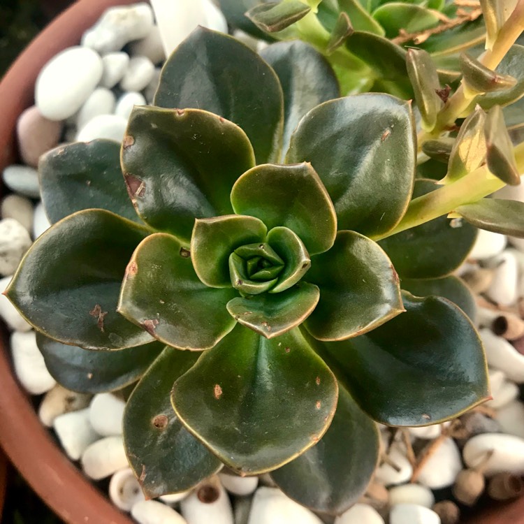 plant image 934014 plant image 934014