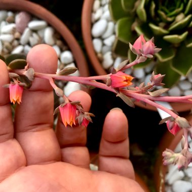 Echeveria Melaco