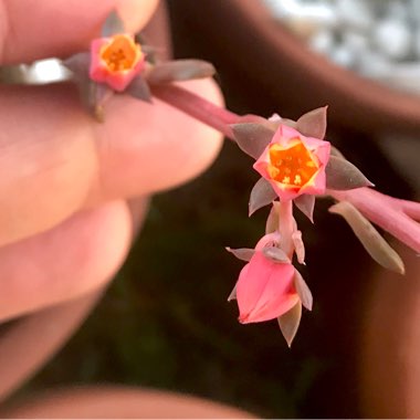 Echeveria Melaco