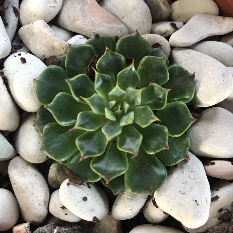 plant image 935598