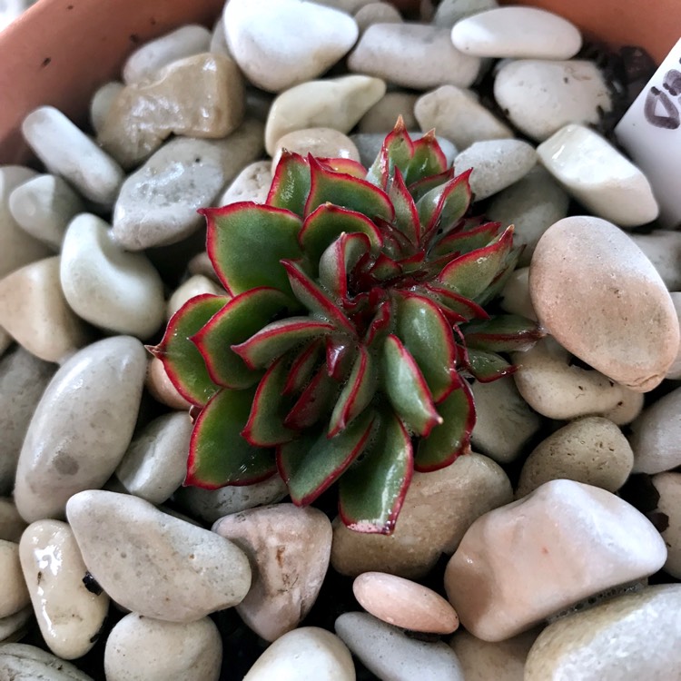Plant image Echeveria Esther Cristata