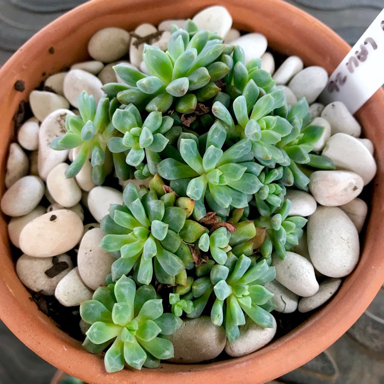 plant image 937322 plant image 937322