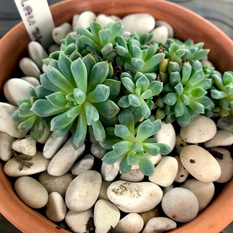 plant image 937323 plant image 937323