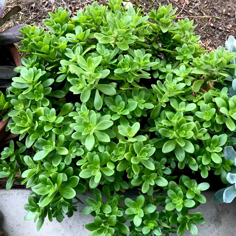 plant image 938029