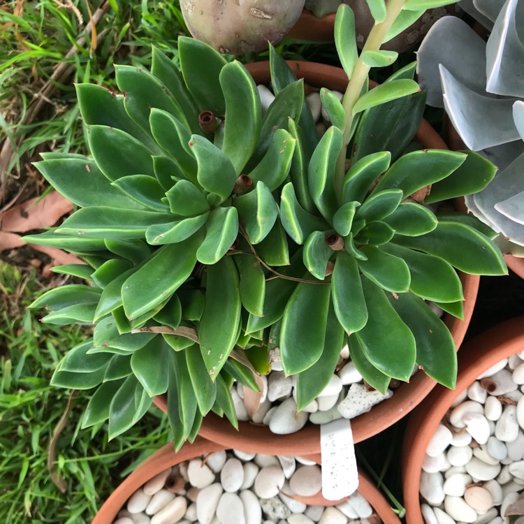 plant image 938354 plant image 938354