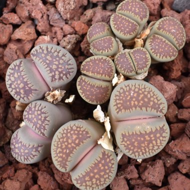 Lithops Villetii ssp. Deboeri C231