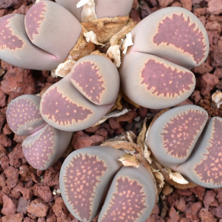 plant image 939102