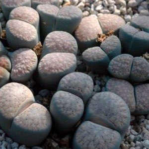 plant image 939122