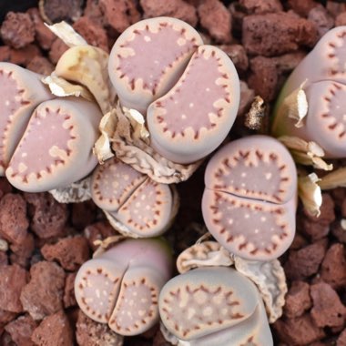 Lithops Julii ssp. Fulleri C171