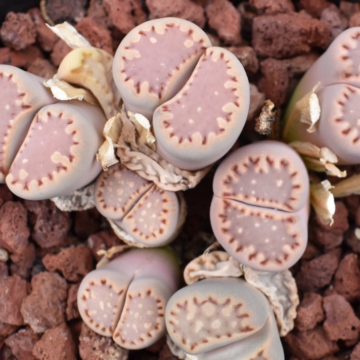 plant image 939130