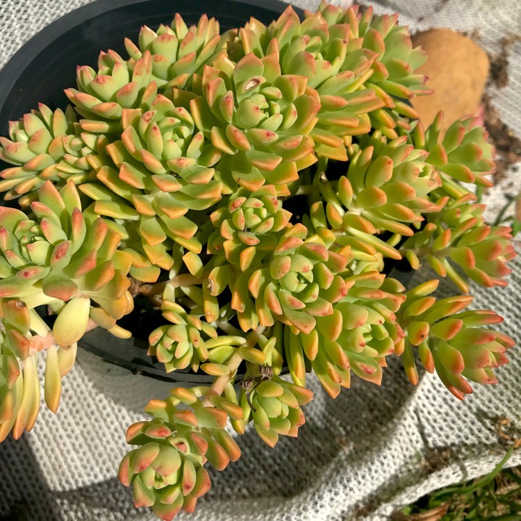 Plant image xSedeveria Maialen