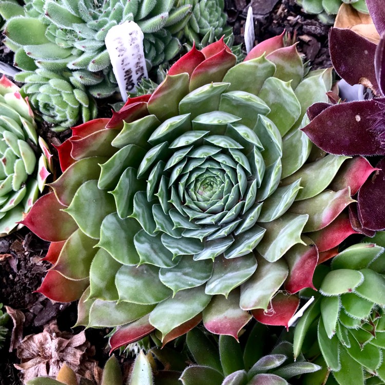 Plant image Sempervivum Marland Beauty