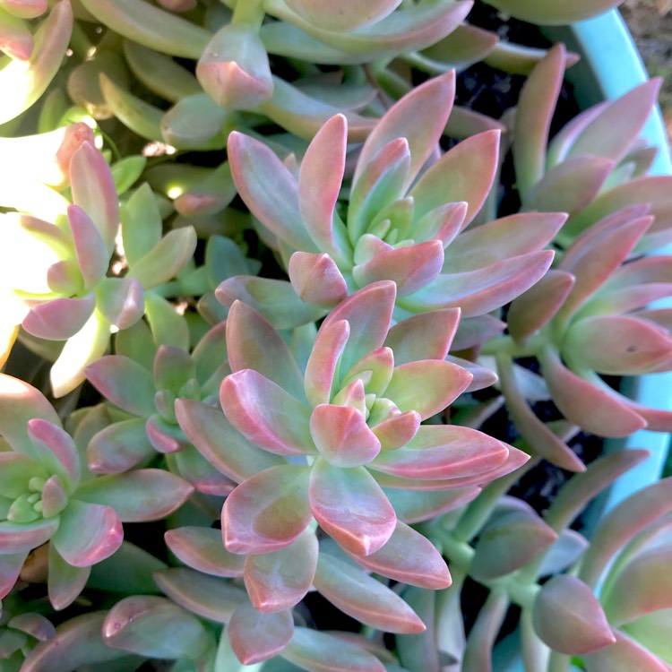 Plant image Sedum 'Pat's Pink' syn. Sedeveria 'Pat's Pink', Sedum 'Pam's Pink'
