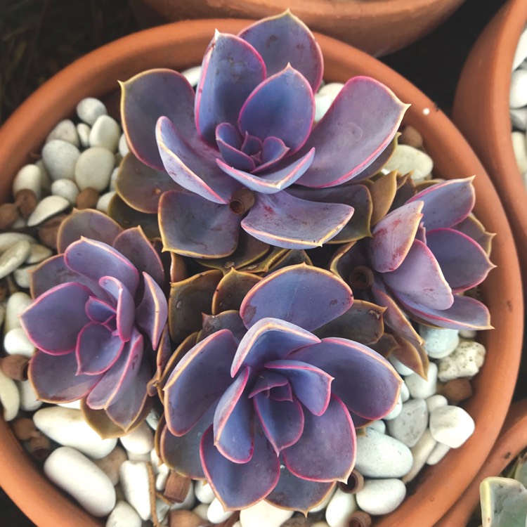 Plant image Echeveria Purple Pearl