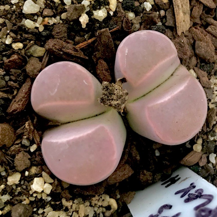 plant image 950519