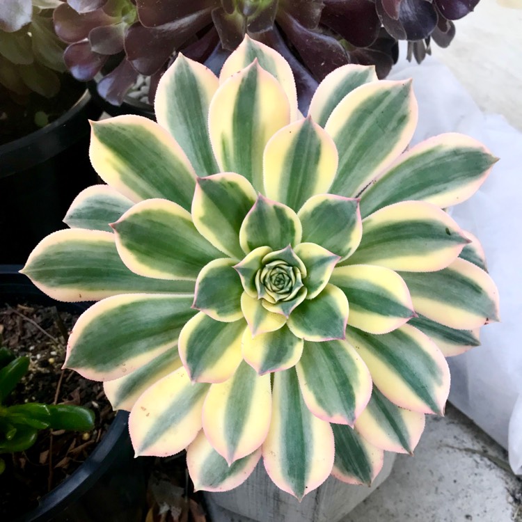 plant image 950523