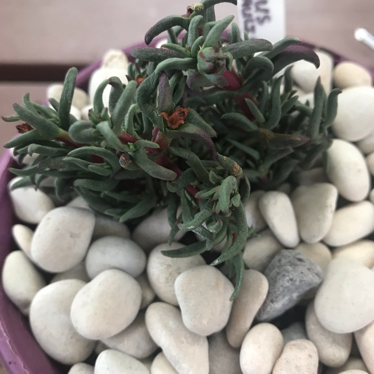Plant image Lampranthus Filicaulis