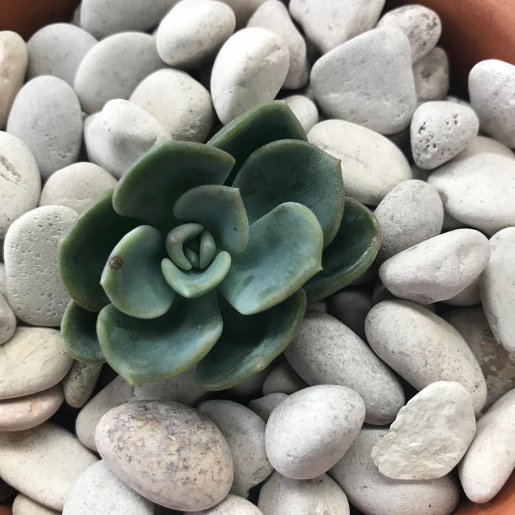 Plant image x Pachyveria Orpet